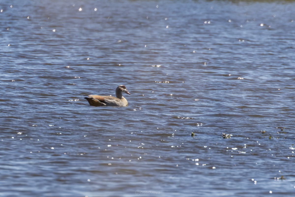 Egyptian Goose - ML635174342