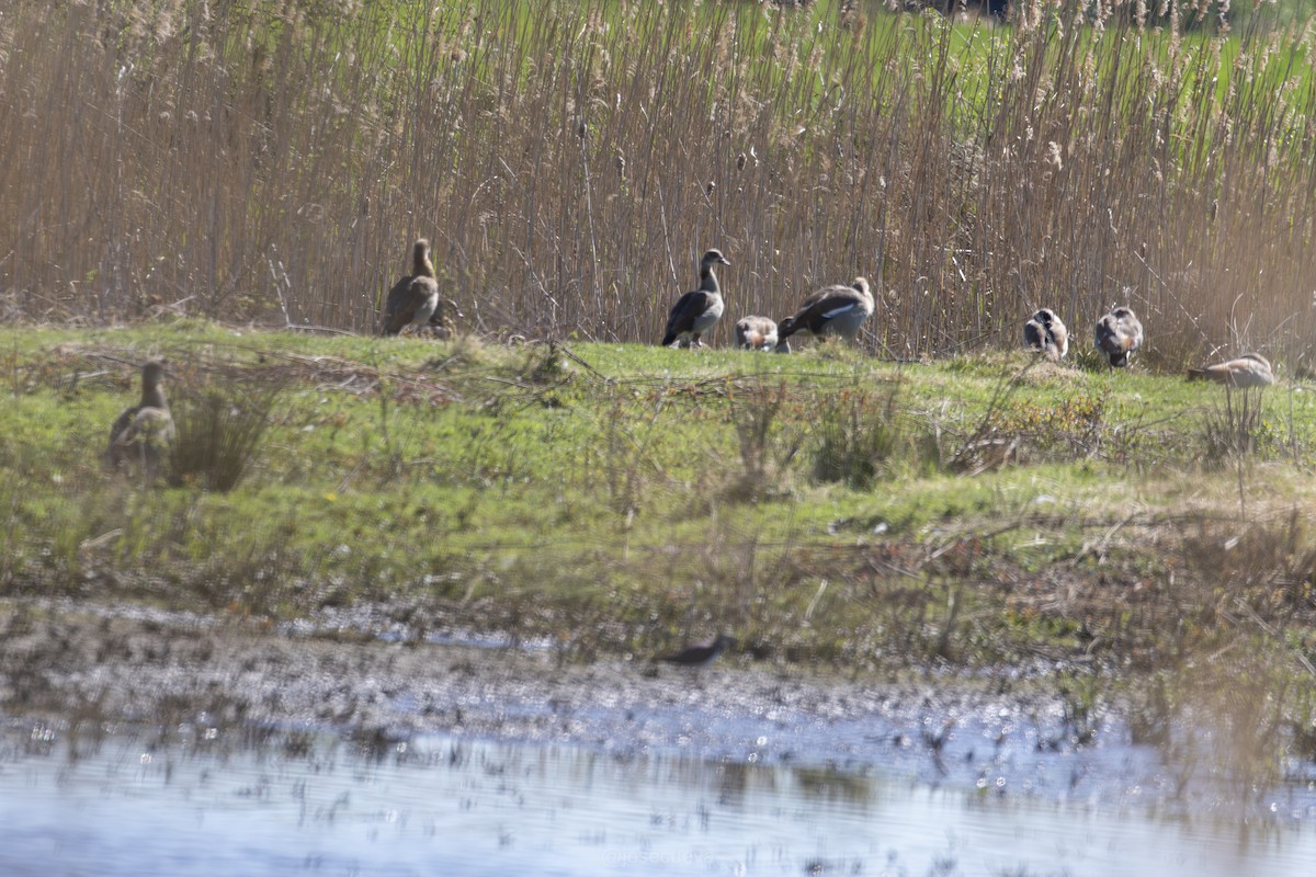 Egyptian Goose - ML635174343