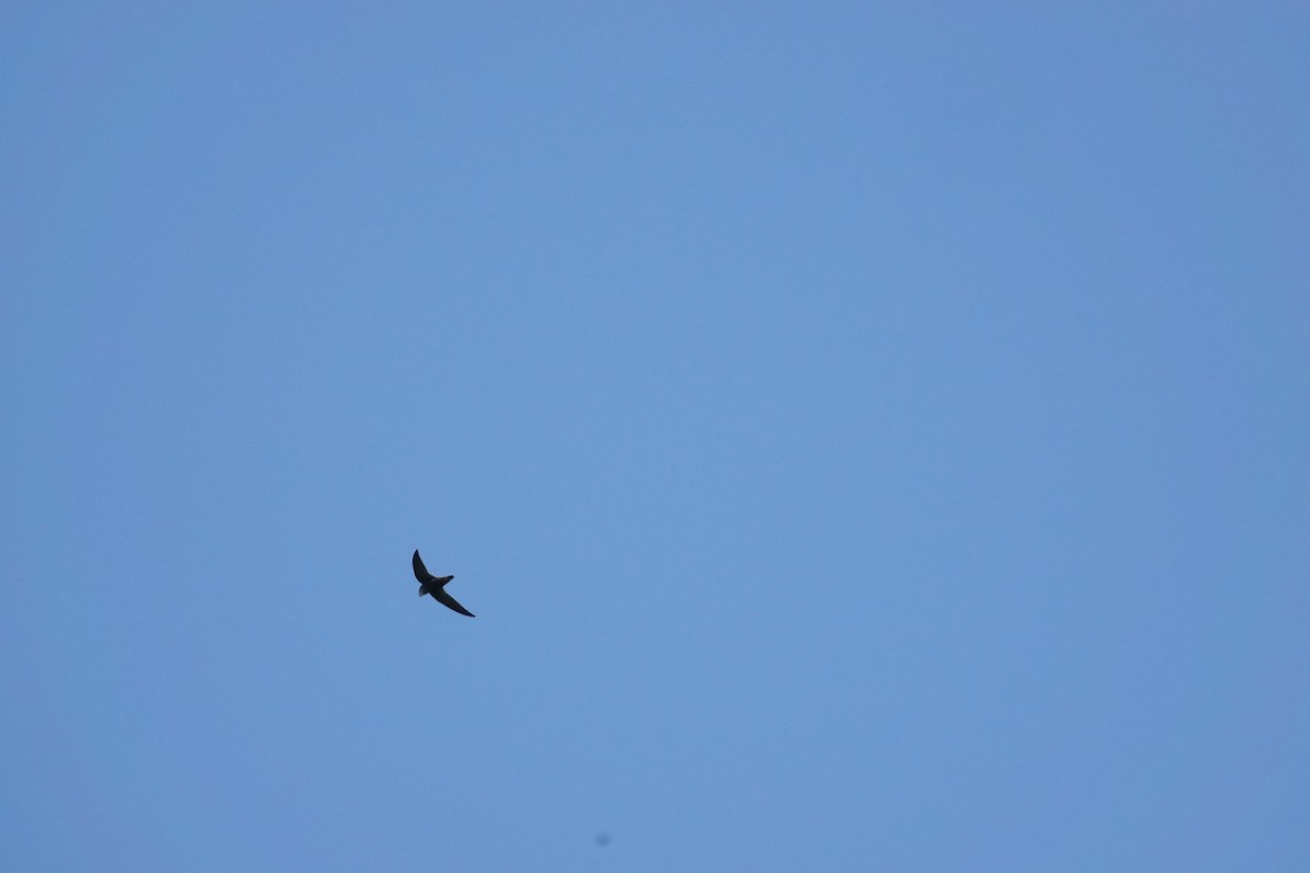 Sick's Swift - ML635174409