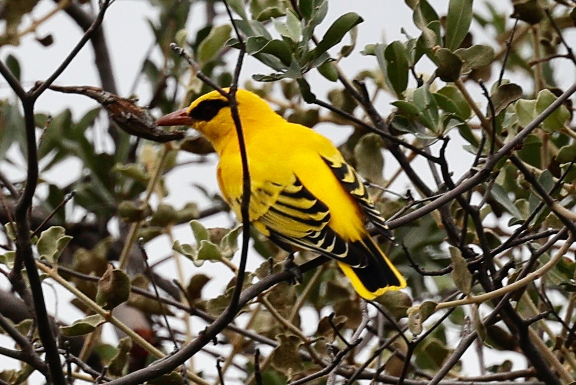 African Golden Oriole - ML635174414