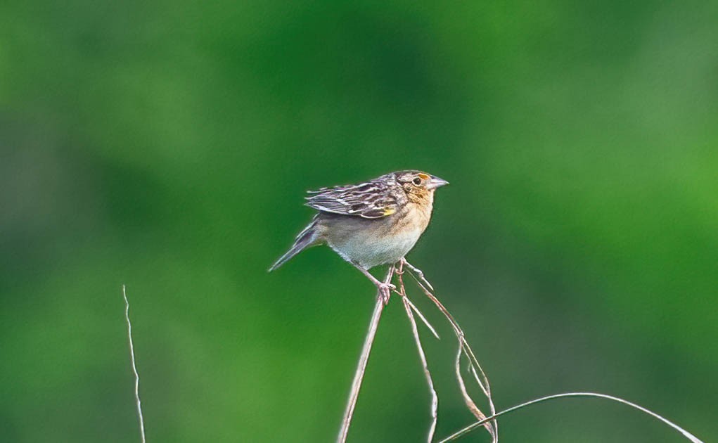 Grasshopper Sparrow - ML635174467