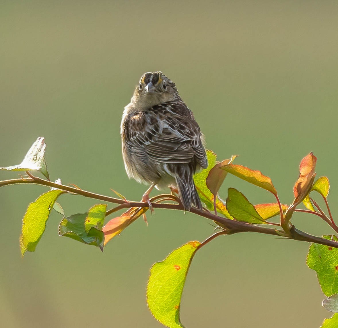 Grasshopper Sparrow - ML635174484