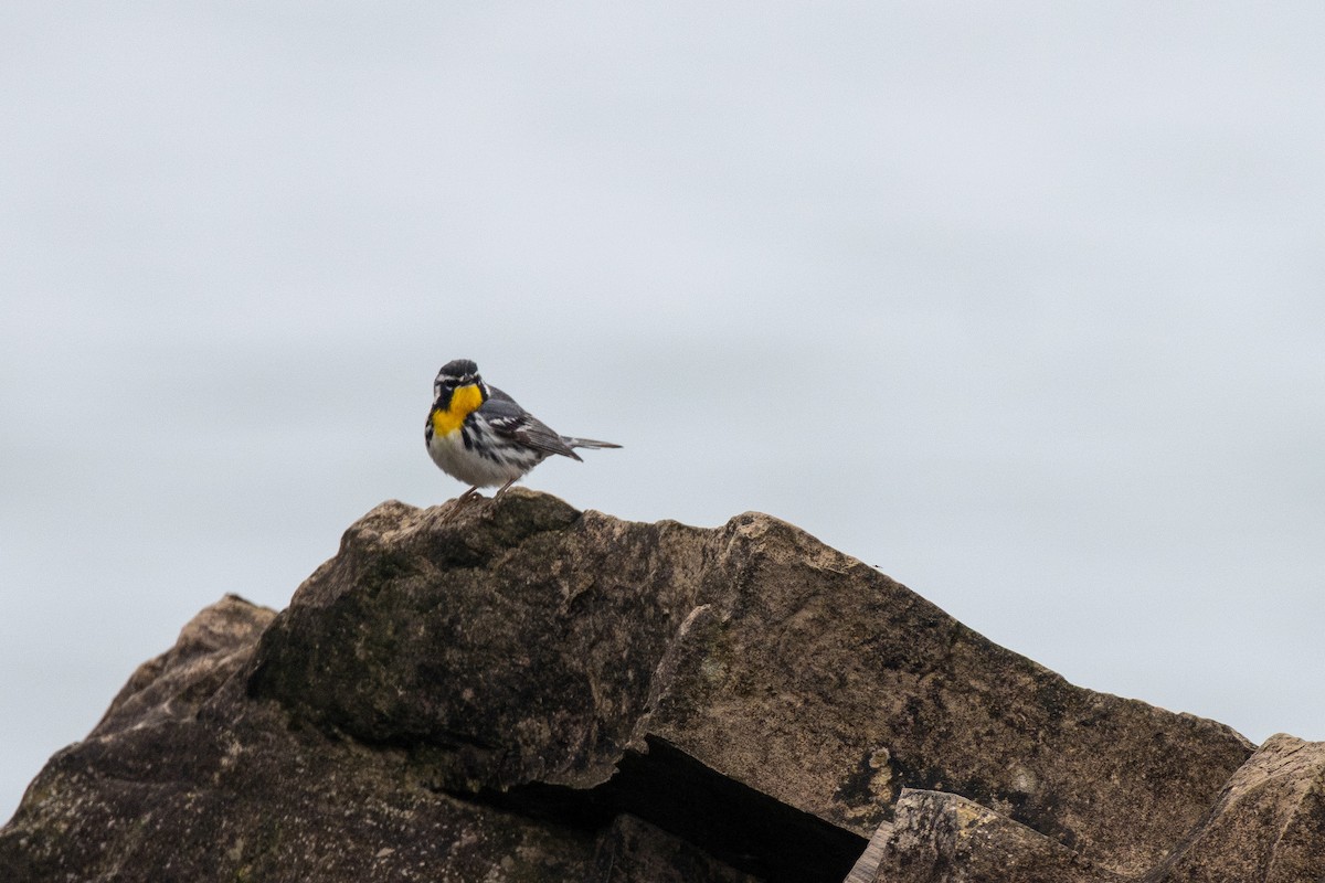 Yellow-throated Warbler - ML635174492
