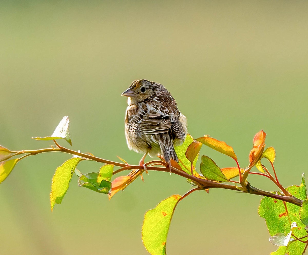 Grasshopper Sparrow - ML635174498