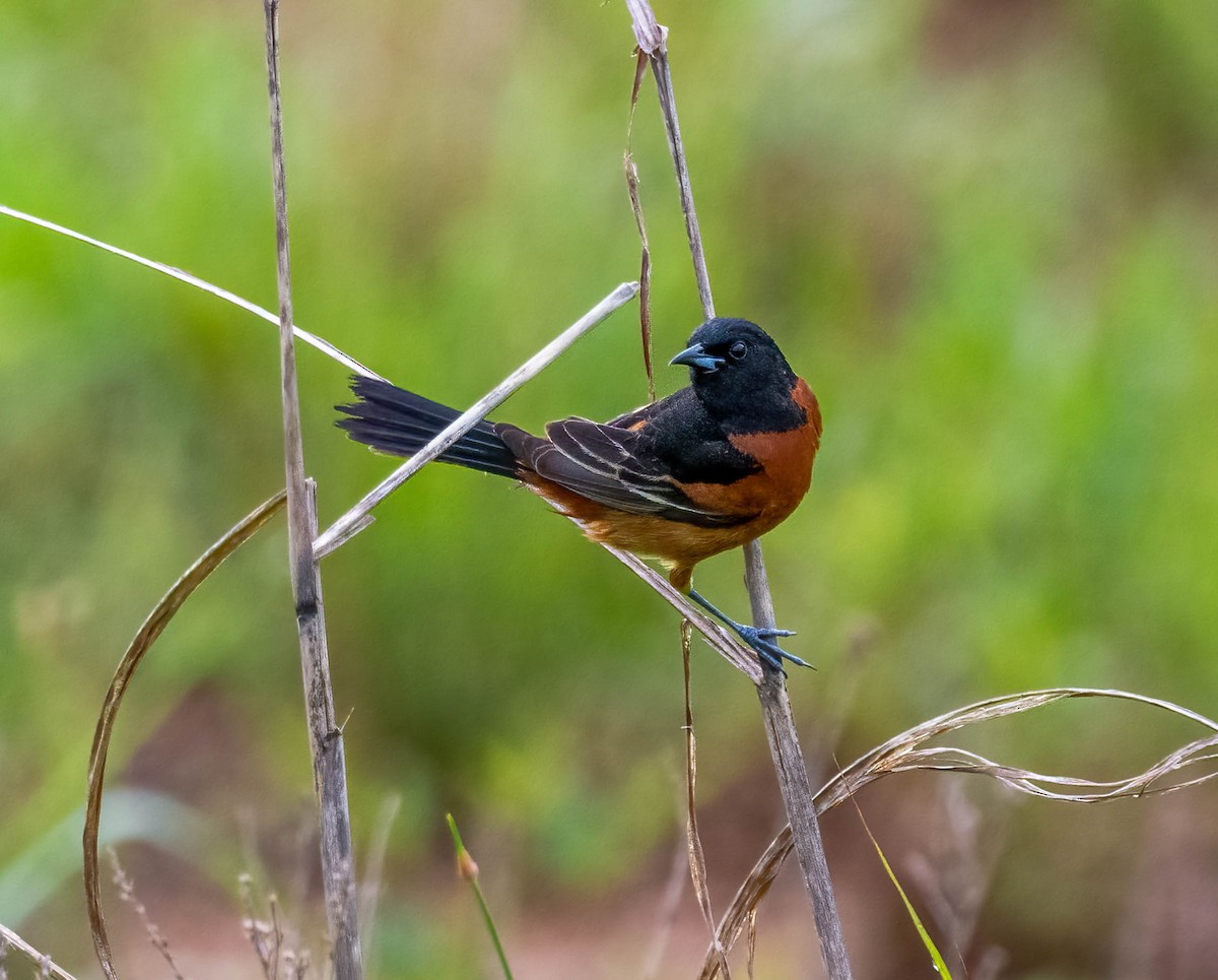 Orchard Oriole - ML635174533