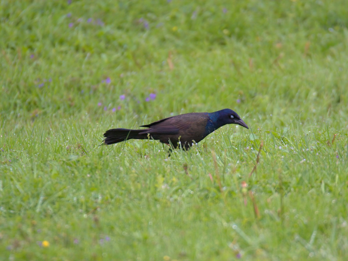 Common Grackle - ML635174543