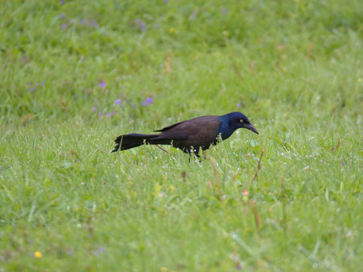 Common Grackle - ML635174552