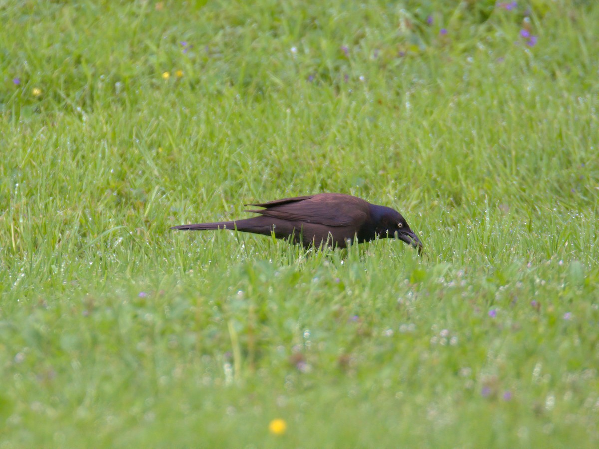 Common Grackle - ML635174572