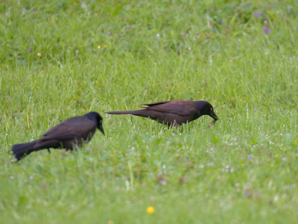 Common Grackle - ML635174592