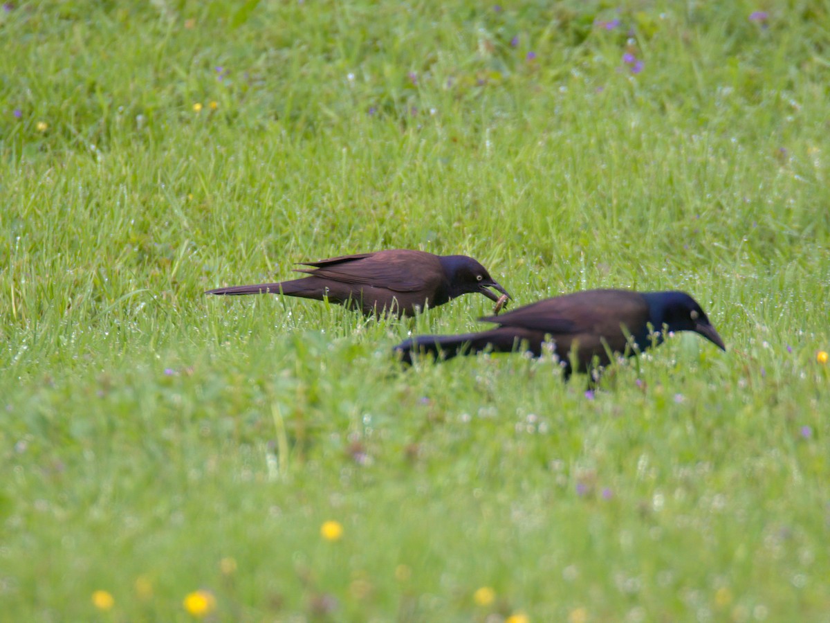 Common Grackle - ML635174602
