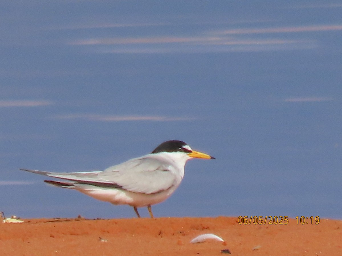 Least Tern - ML635174632