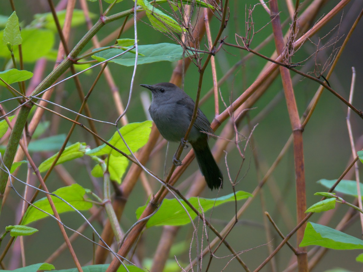 Gray Catbird - ML635174655