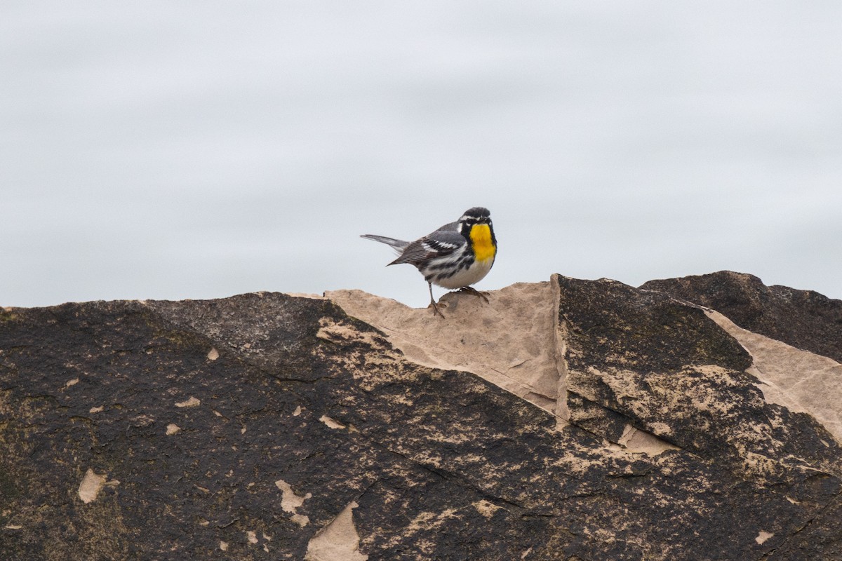Yellow-throated Warbler - ML635174660