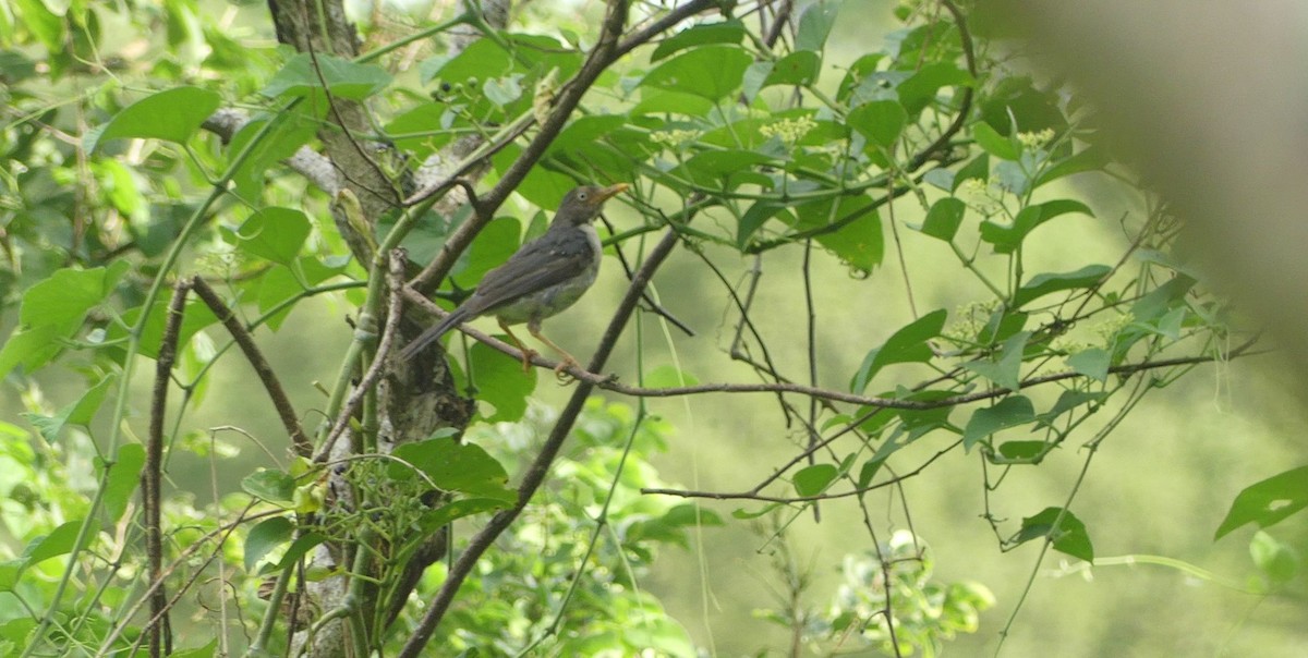 Plumbeous-backed Thrush - ML635174756