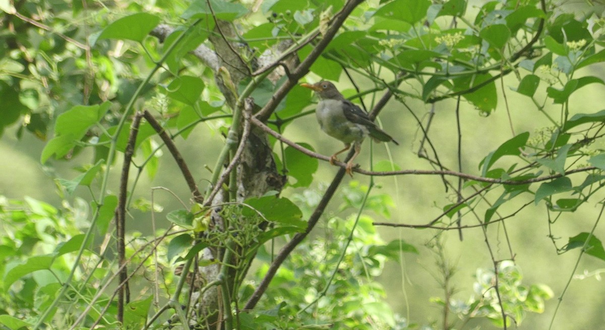 Plumbeous-backed Thrush - ML635174757