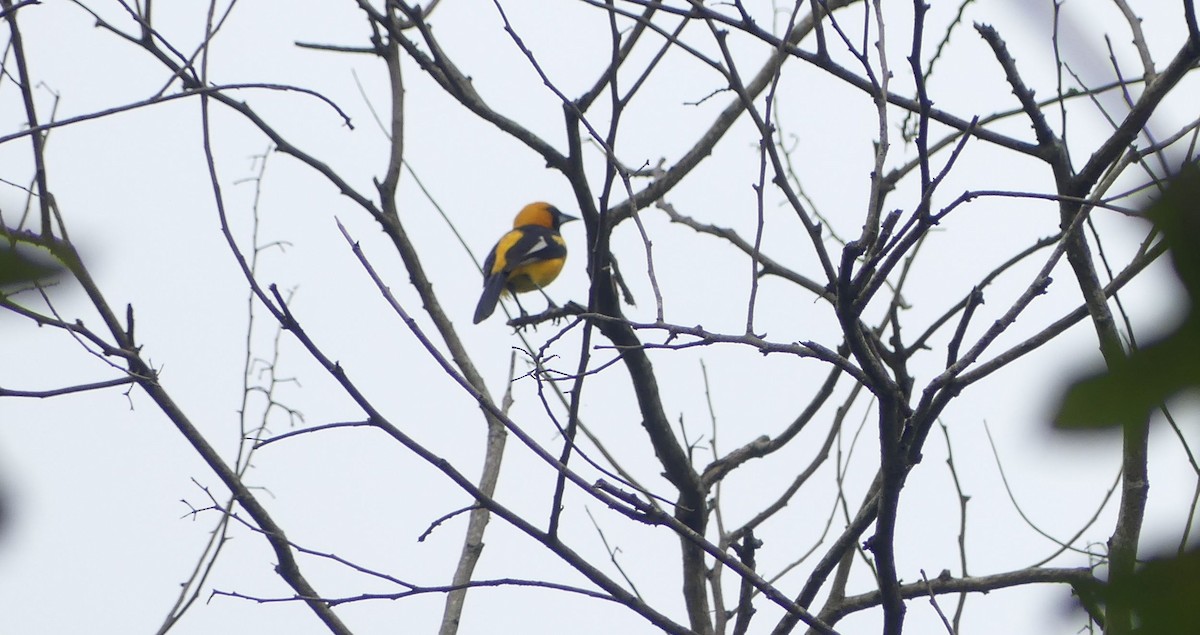 White-edged Oriole - ML635174790