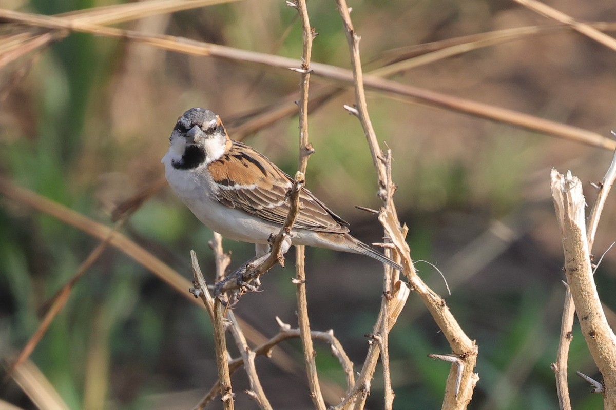 Shelley's Rufous Sparrow - ML635174801