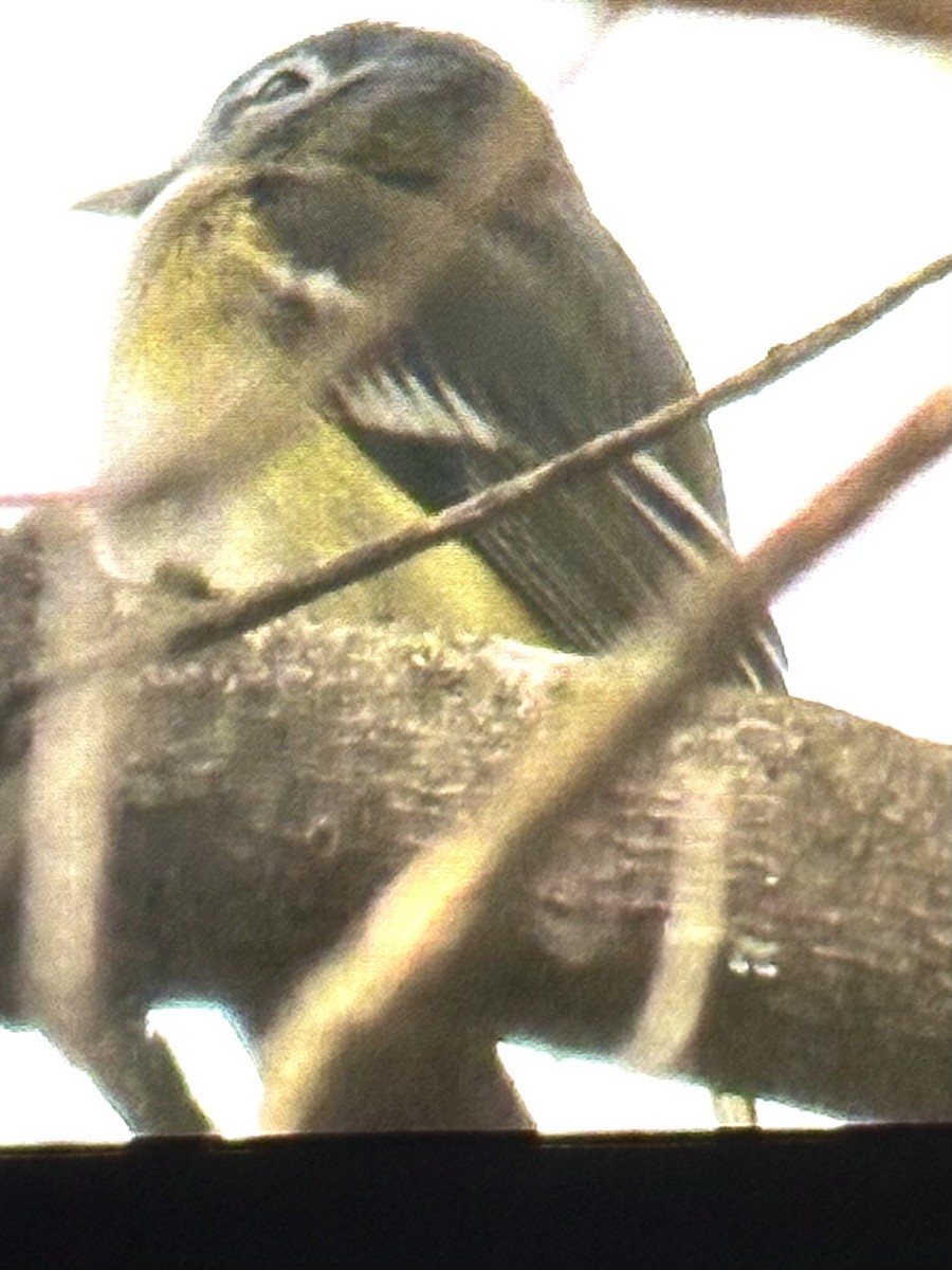 Blue-headed Vireo - ML635174869