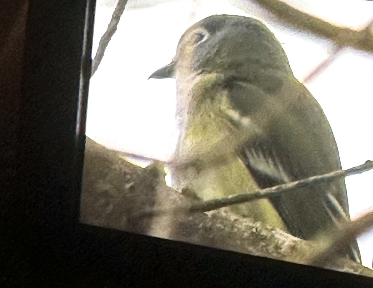 Blue-headed Vireo - ML635174870