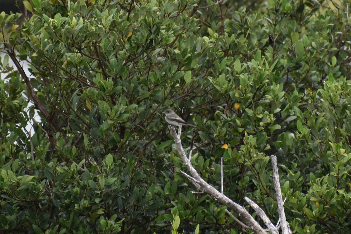 Eastern Wood-Pewee - ML635174900