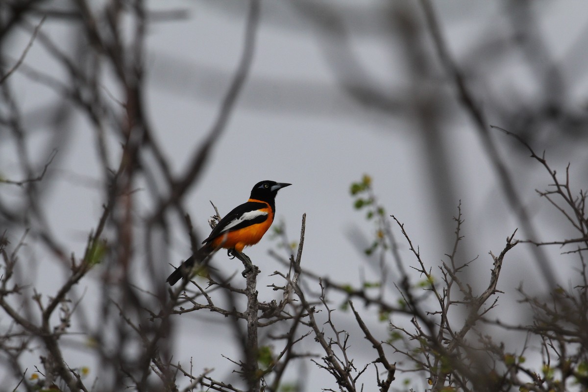 Venezuelan Troupial - ML635174948
