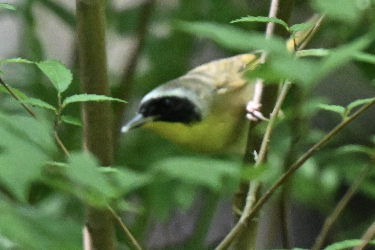 Weidengelbkehlchen - ML635175072