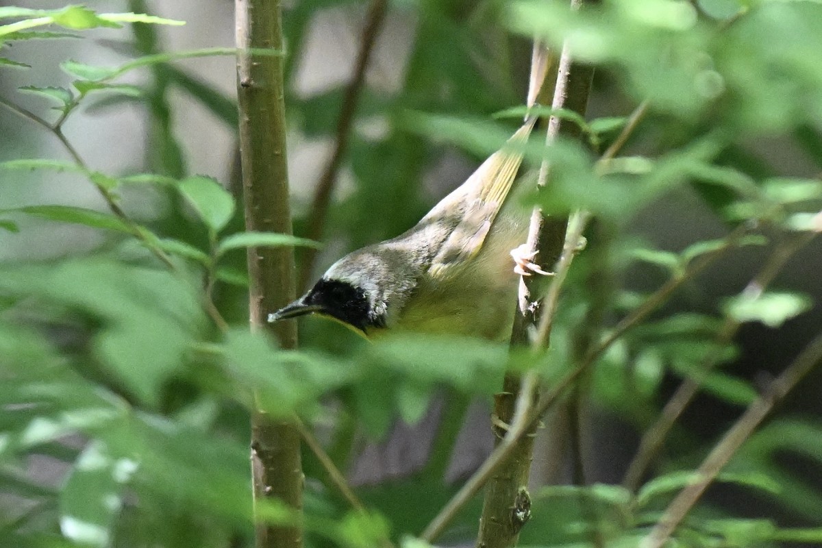 Weidengelbkehlchen - ML635175073