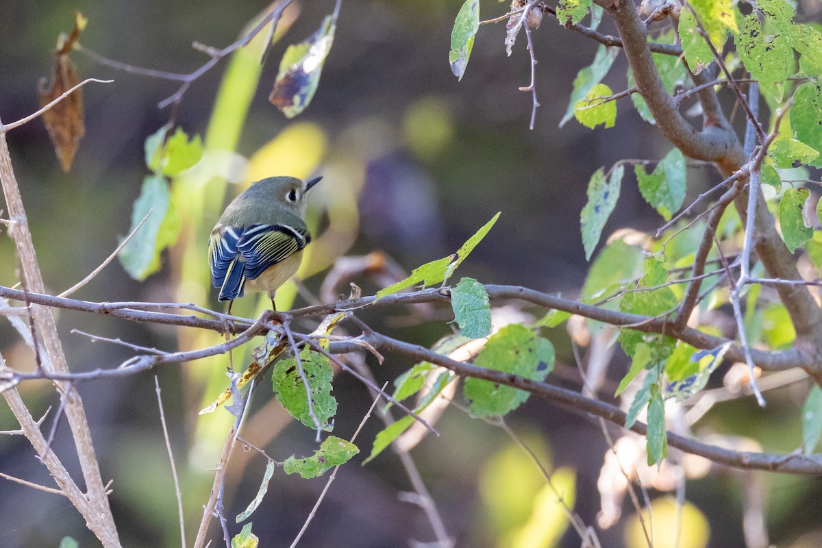 Ruby-crowned Kinglet - ML635175081