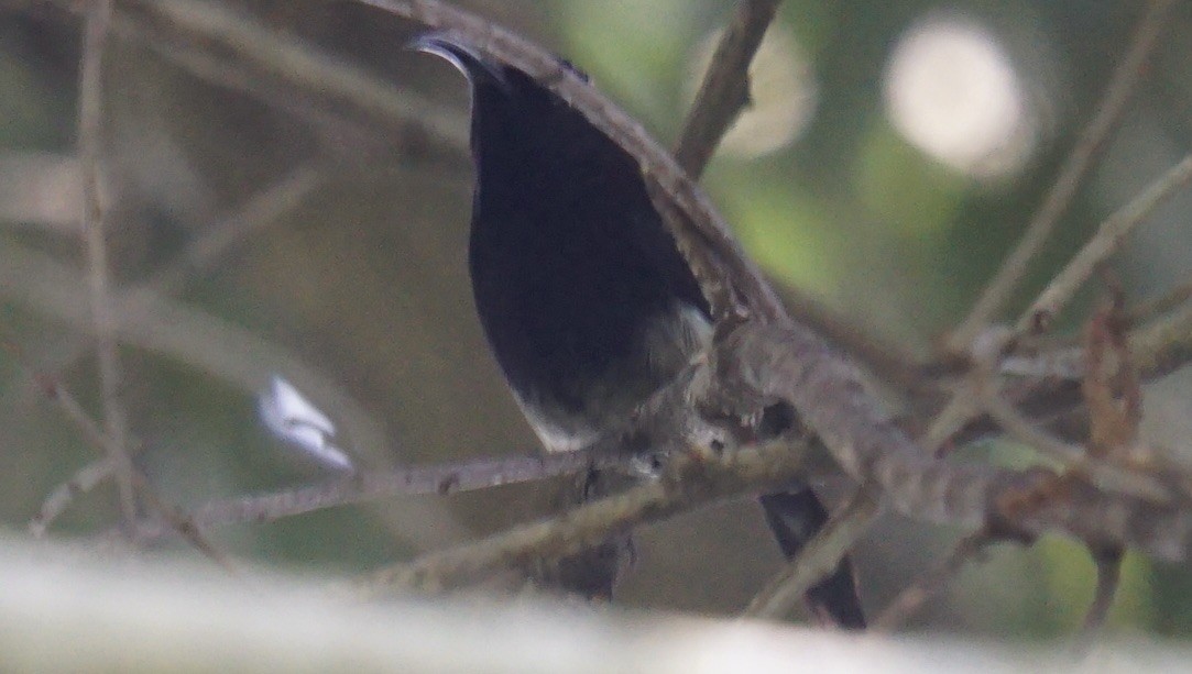 ムナグロタイヨウチョウ - ML635175083