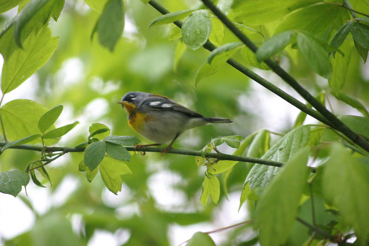 Northern Parula - ML635175098