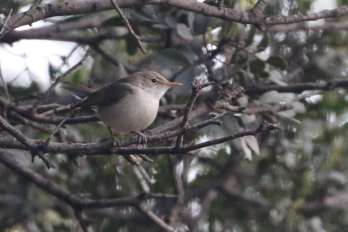 Western Olivaceous Warbler - ML635175182