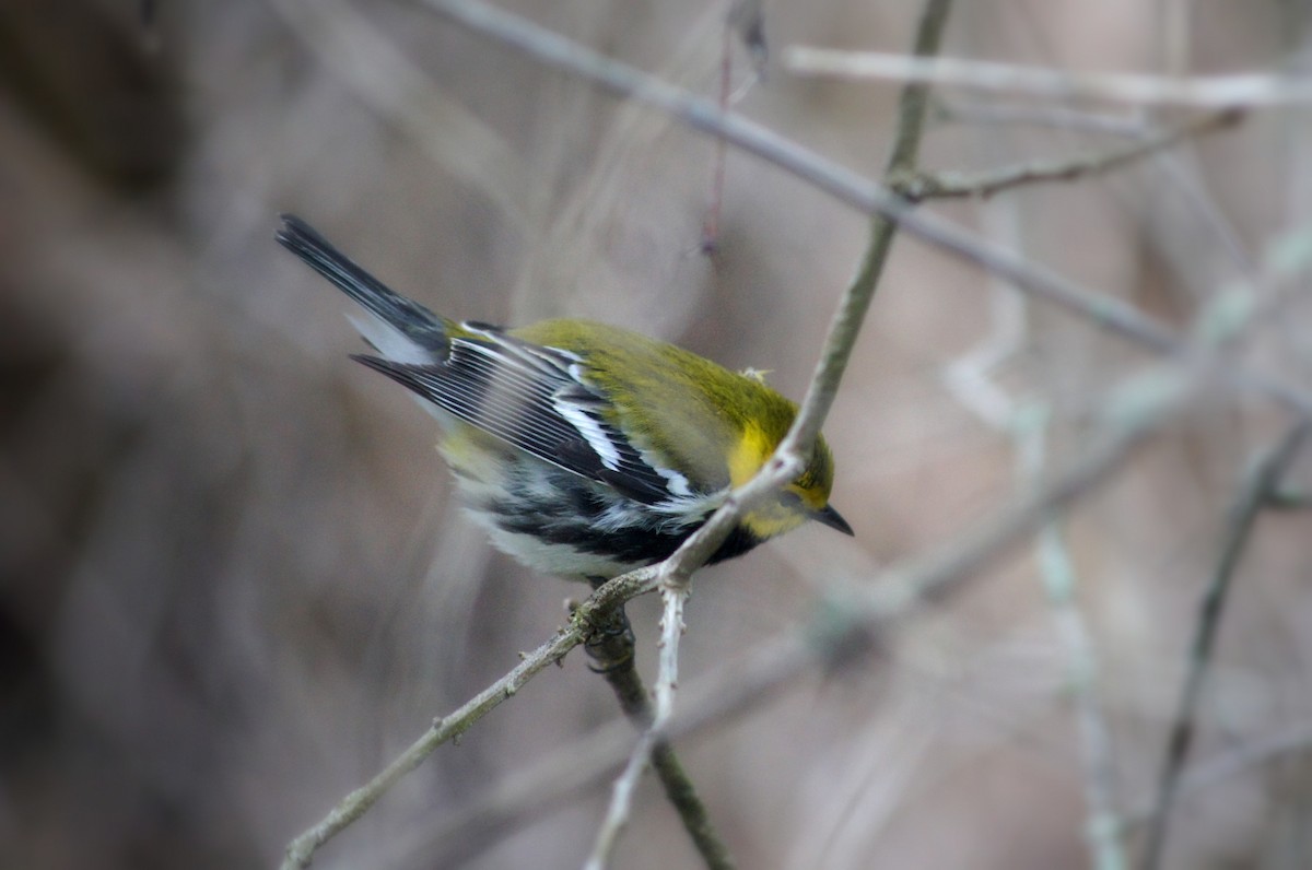 Black-throated Green Warbler - ML635175222