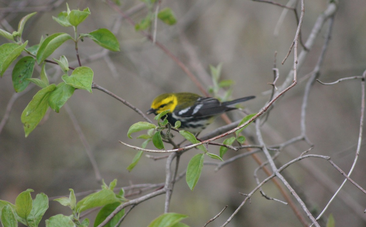 Black-throated Green Warbler - ML635175223