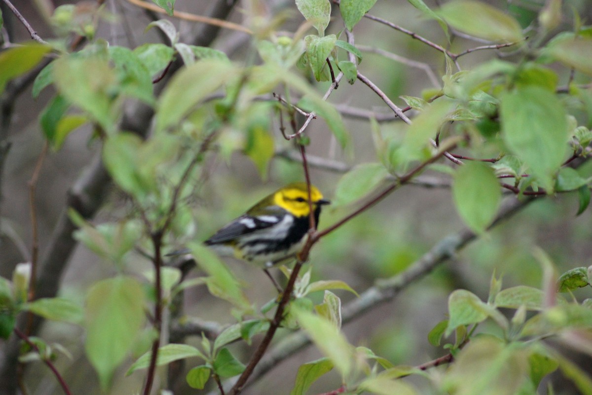 Black-throated Green Warbler - ML635175224
