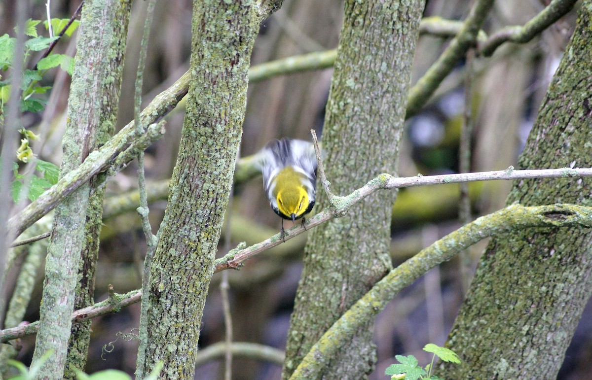 Black-throated Green Warbler - ML635175225
