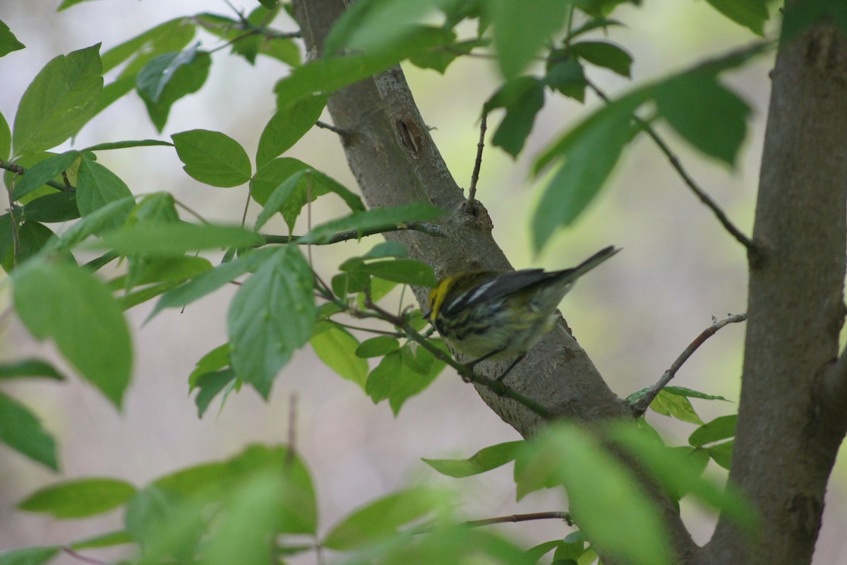 Black-throated Green Warbler - ML635175226