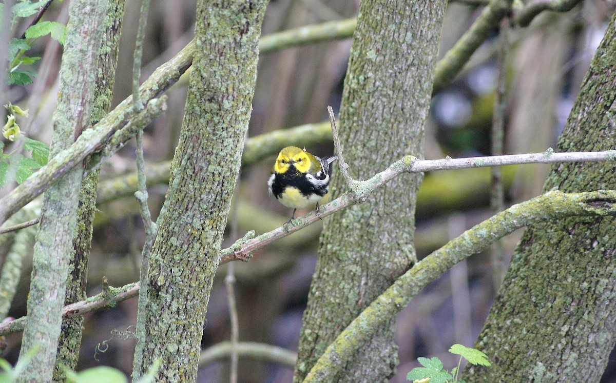 Black-throated Green Warbler - ML635175227