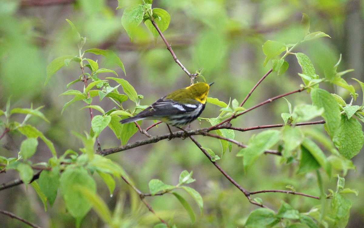 Black-throated Green Warbler - ML635175228