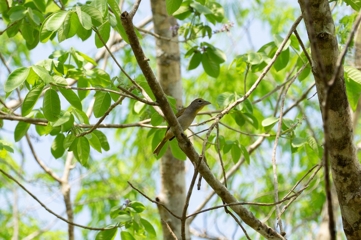 Rose-throated Tanager - ML635175265