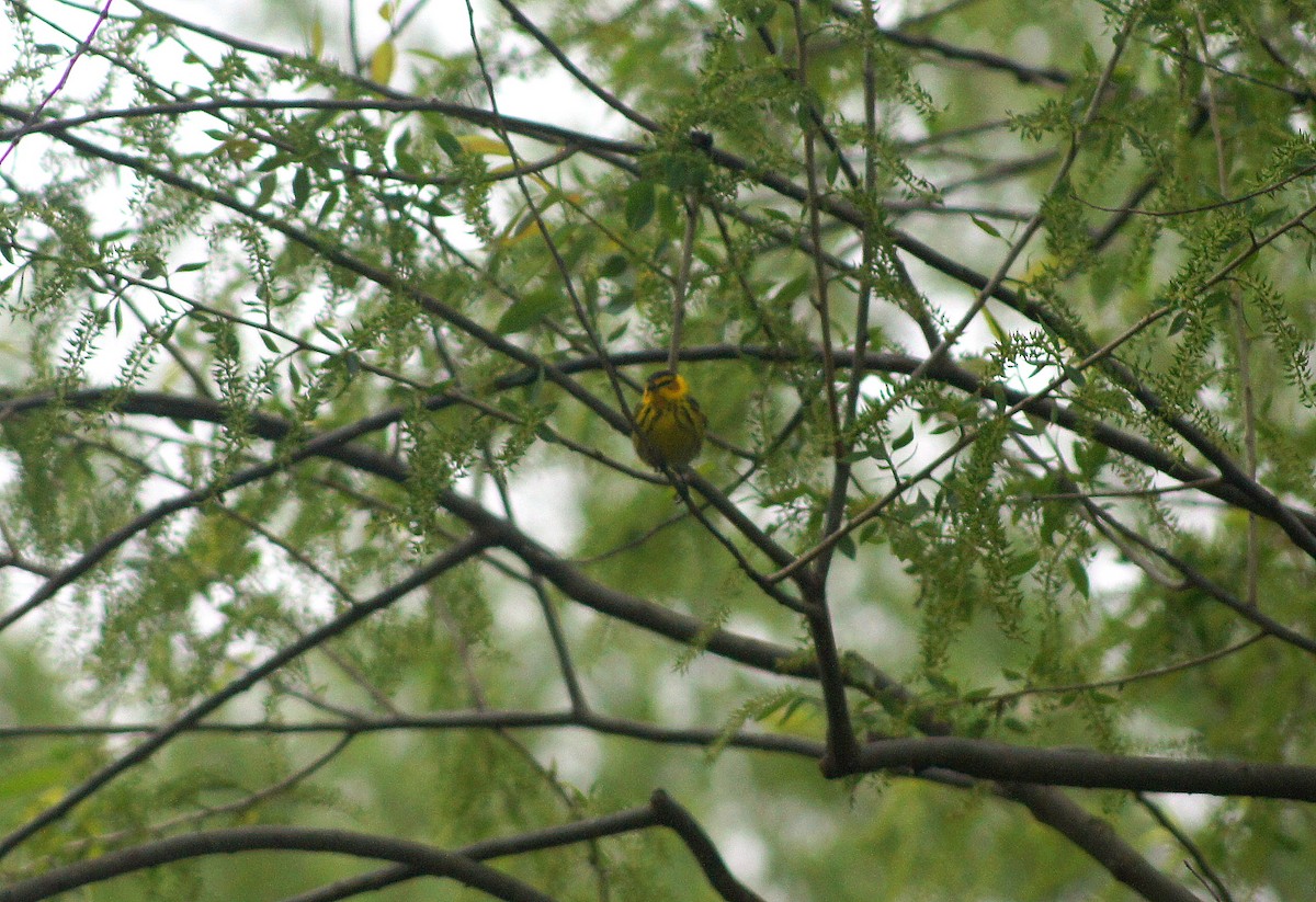 Cape May Warbler - ML635175279