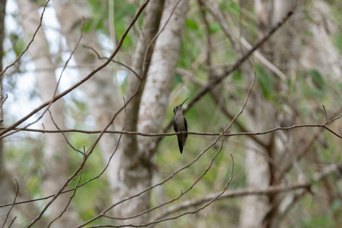Wedge-tailed Sabrewing - ML635175325