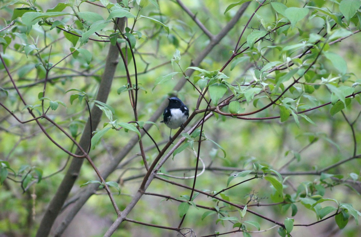 Black-throated Blue Warbler - ML635175326