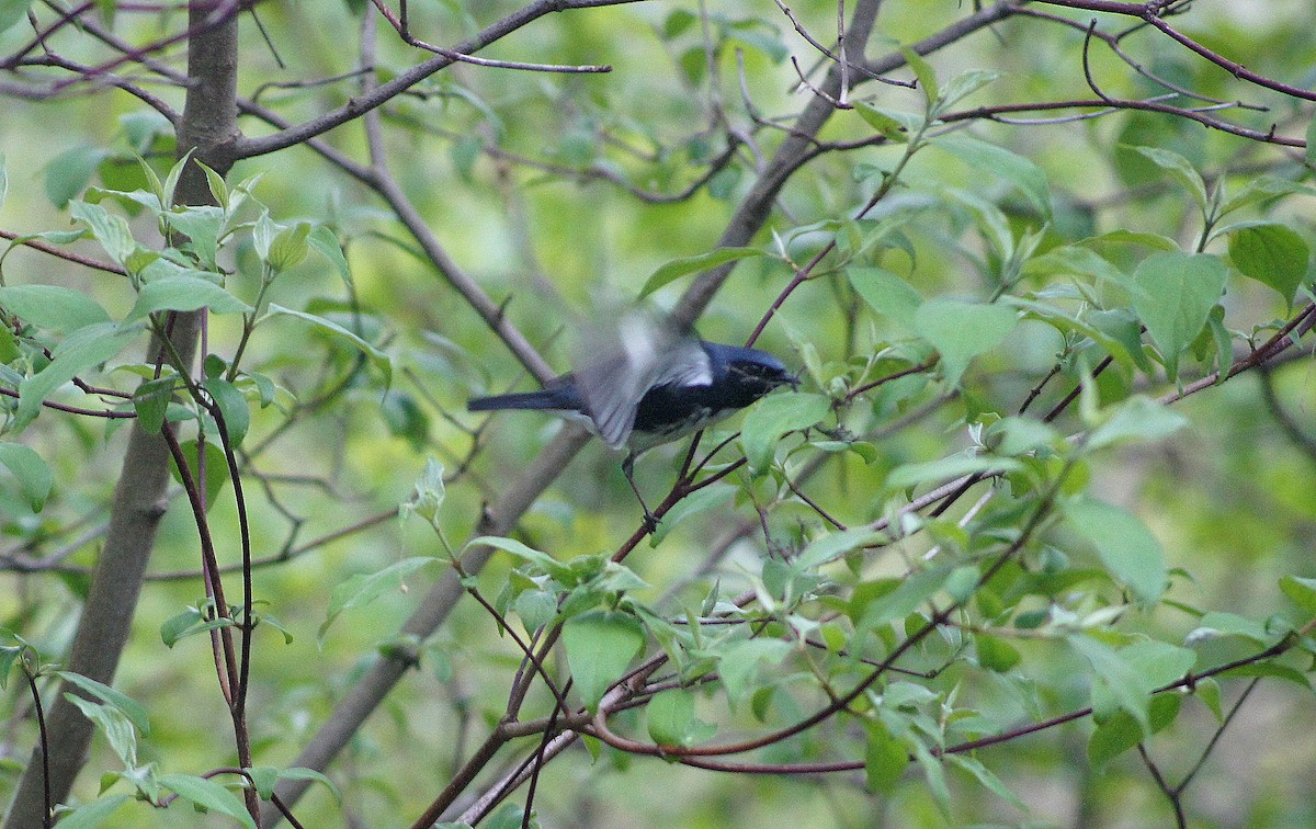 Black-throated Blue Warbler - ML635175327