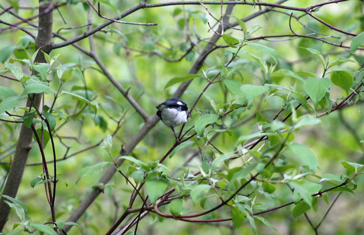 Black-throated Blue Warbler - ML635175328