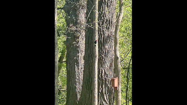 Red-headed Woodpecker - ML635175498