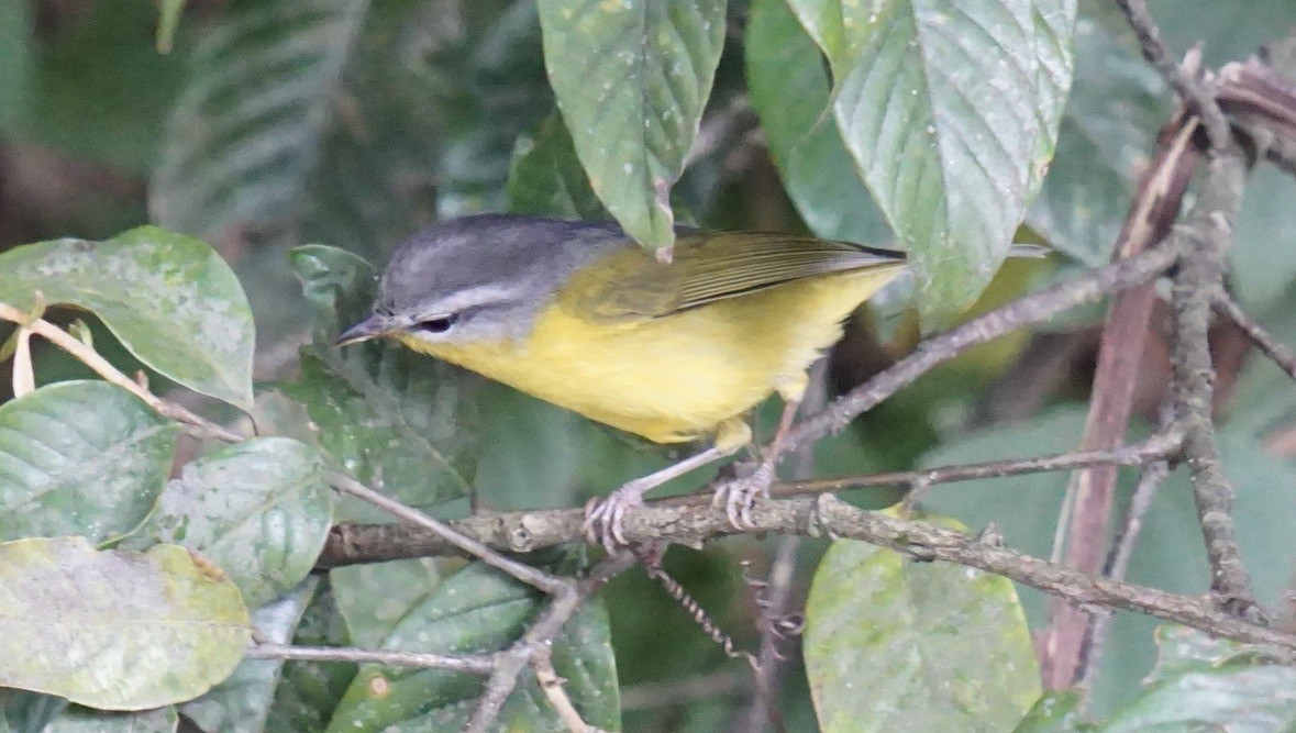 Gray-hooded Warbler - ML635175507