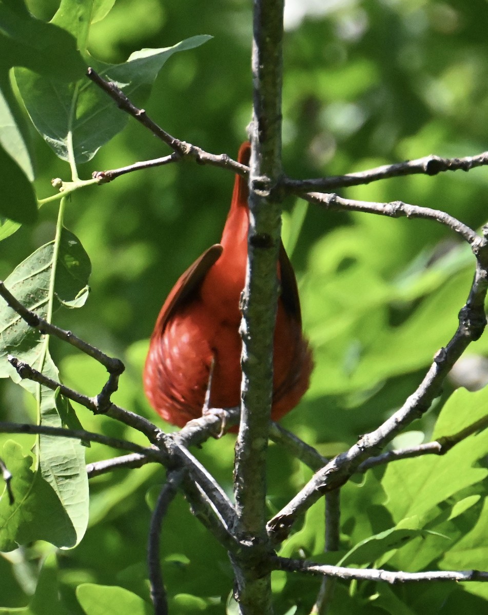 Summer Tanager - ML635175540