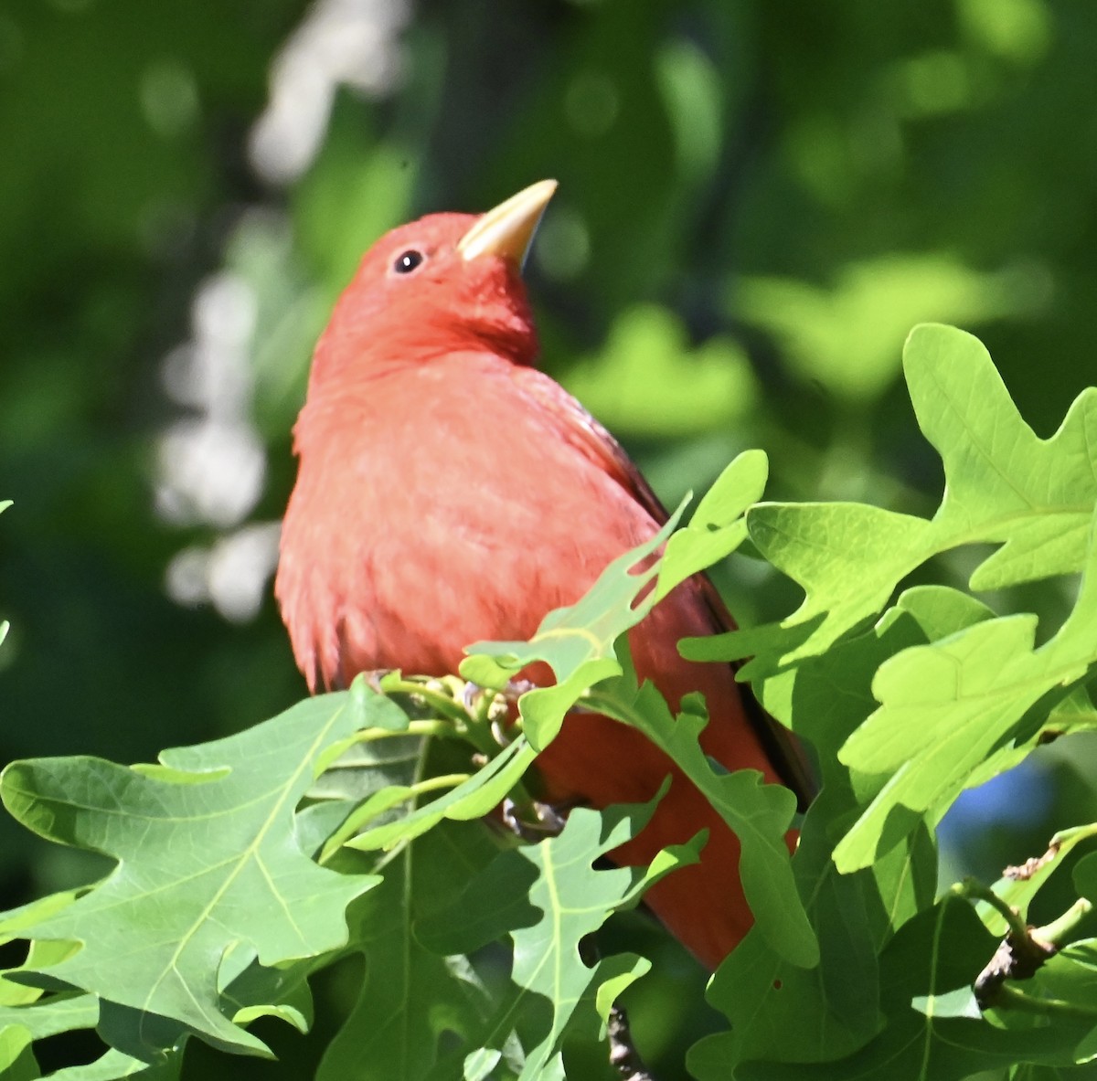 Summer Tanager - ML635175541