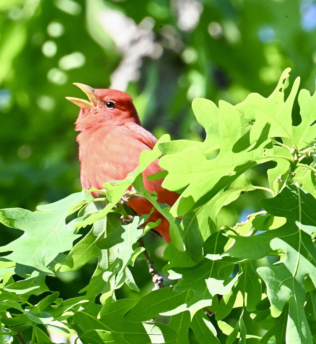 Summer Tanager - ML635175542