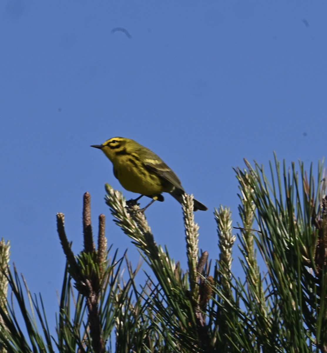 Prairie Warbler - ML635175632
